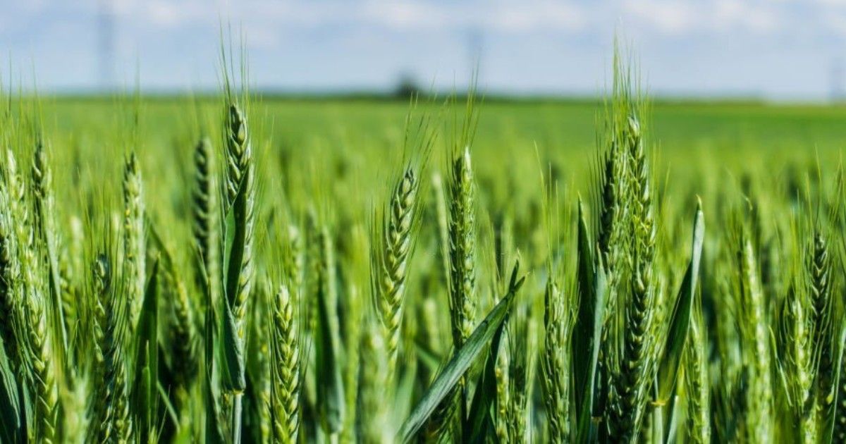 Importancia de la rotaci&oacute;n de cultivos