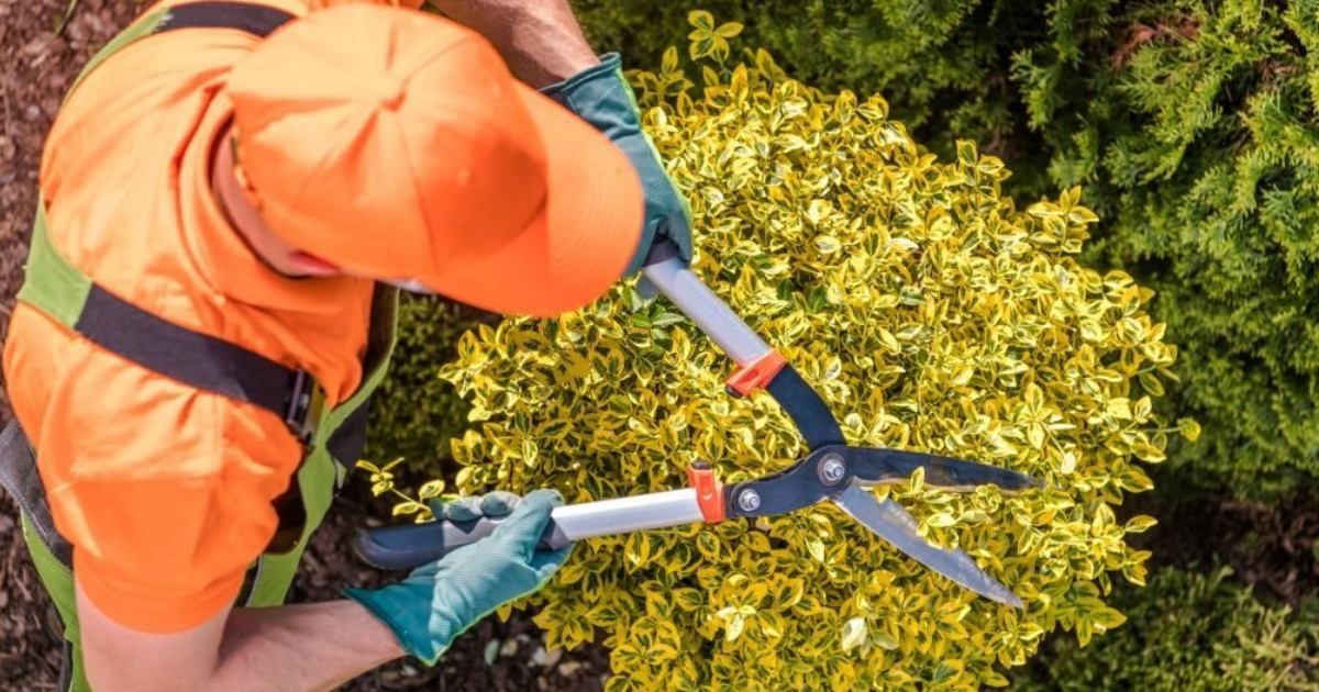 Conoce las tareas de jardiner&iacute;a en febrero