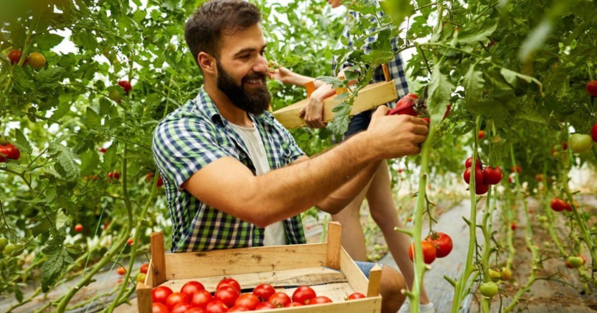 técnicas de cultivo de la agricultura ecológica