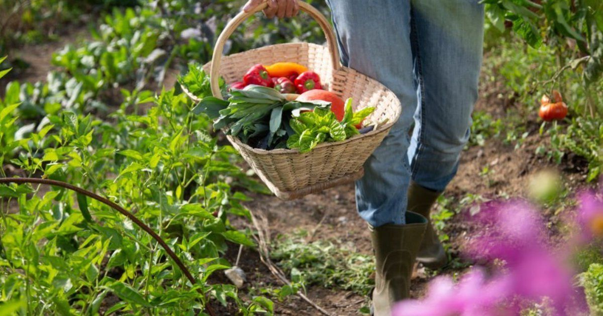 Permacultura, un tipos de agricultura ecológica Permacultura, un tipos de agricultura ecológica