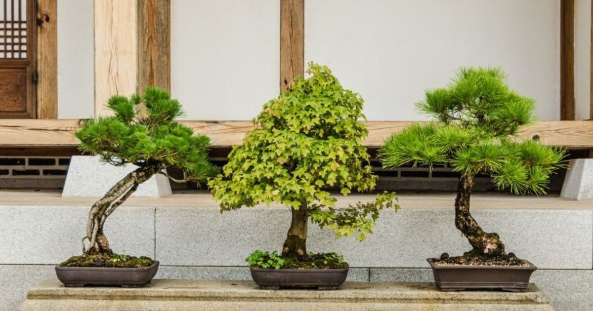 Humus Natural te presenta consejos para ciudad tu bonsái