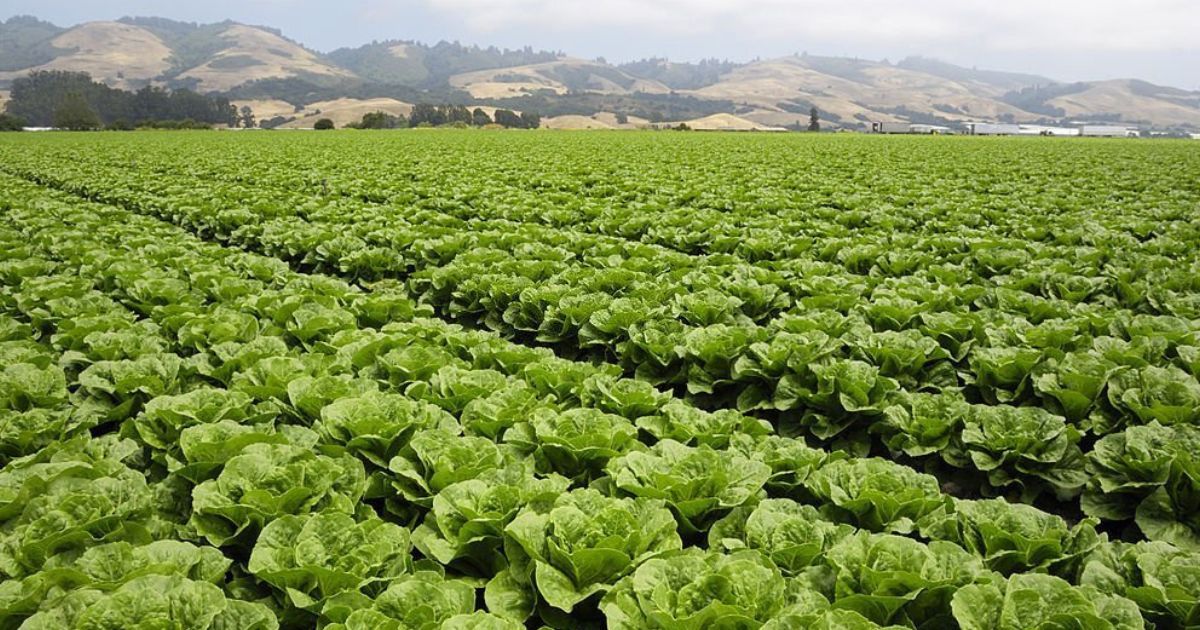 Agricultura extensiva Campo de lechuga romana lechuga - ¿Qué es la agricultura extensiva? ¡Aprende más de ella aquí! 🌟