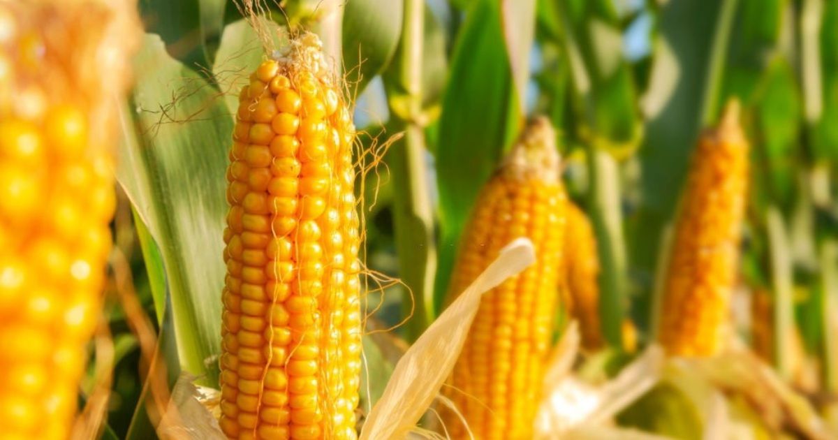 Diferencia entre la Agricultura extensiva y la Agricultura intensiva