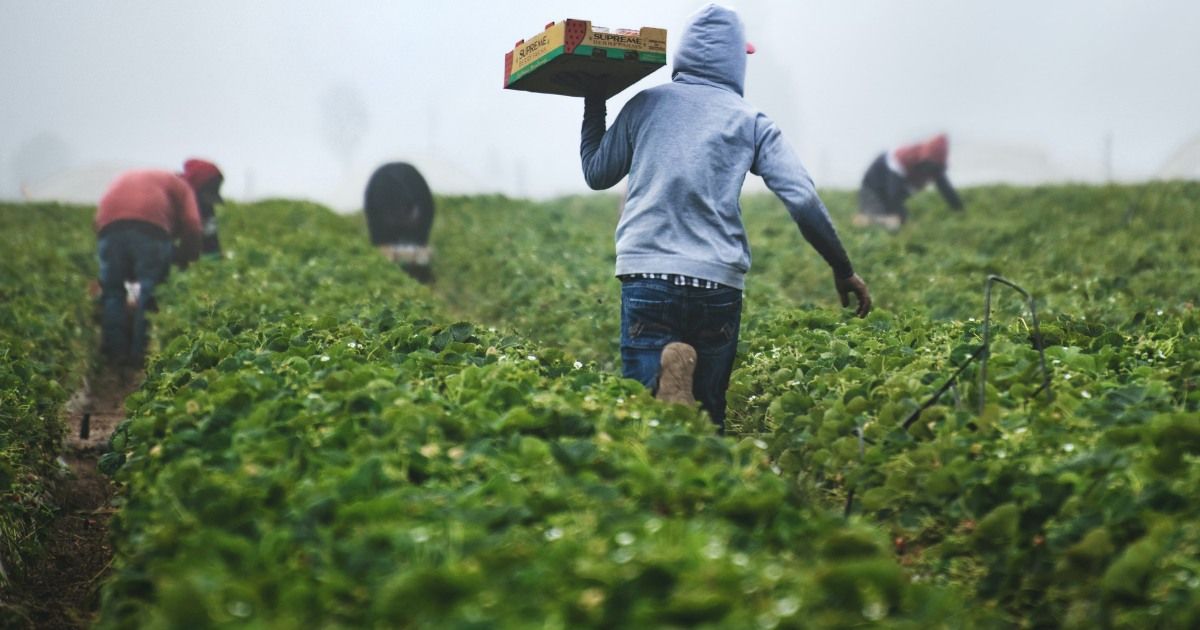 ¿Qué es la agricultura extensiva, características y beneficios?