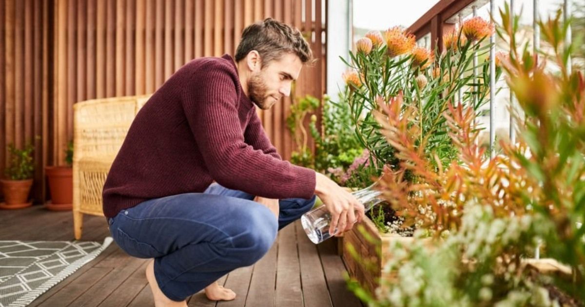 Humus Natural y como hacer crecer tus plantas rápidamente