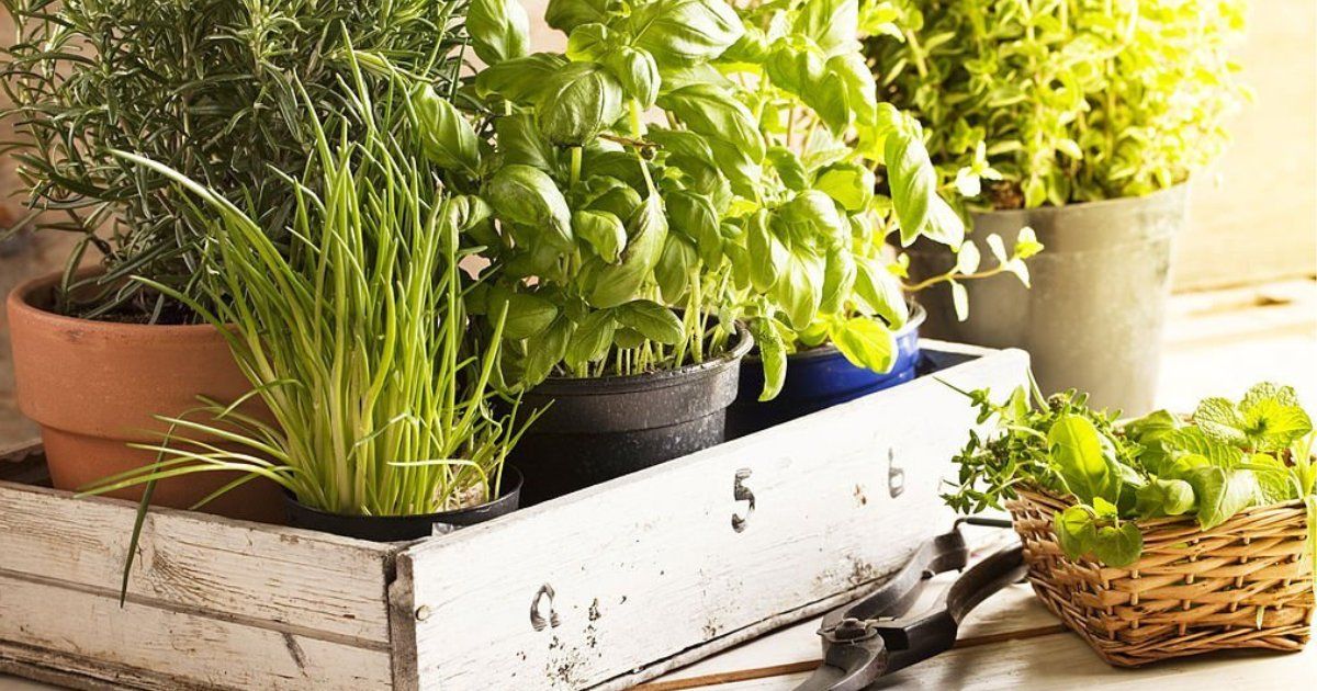 ¿Cómo cultivar plantas aromáticas en casa? Factores a considerar