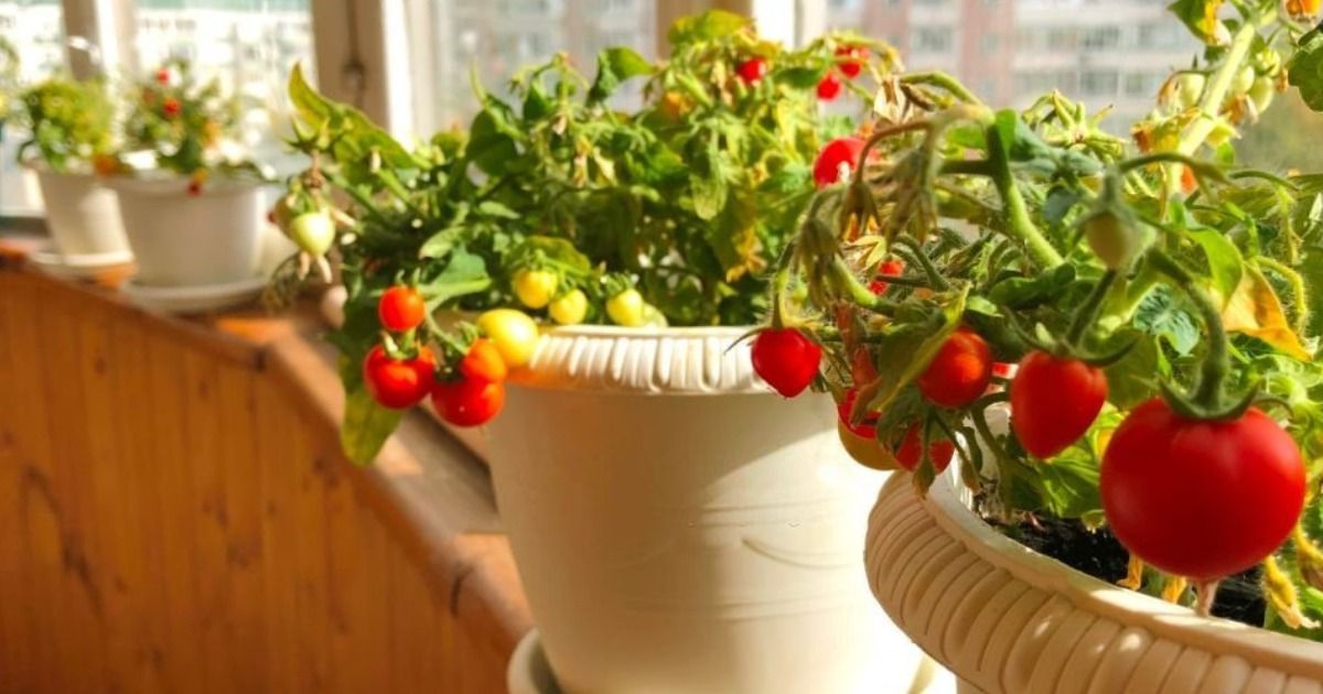¿Cuáles son los cuidados de las plantas de tomate?