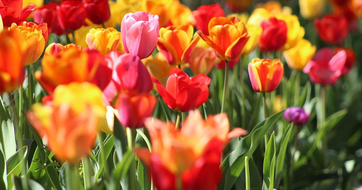 Humus Natural y los cuidados de los bulbos de primavera