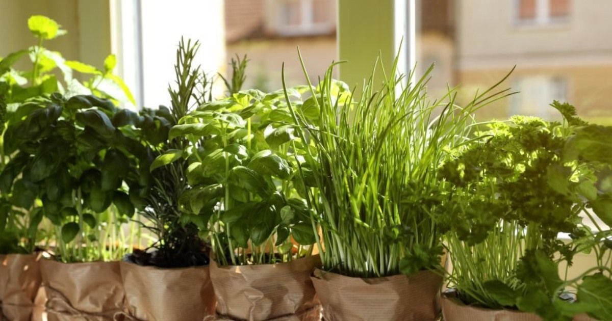 ¿Es posible cultivar fácilmente plantas aromáticas en casa?