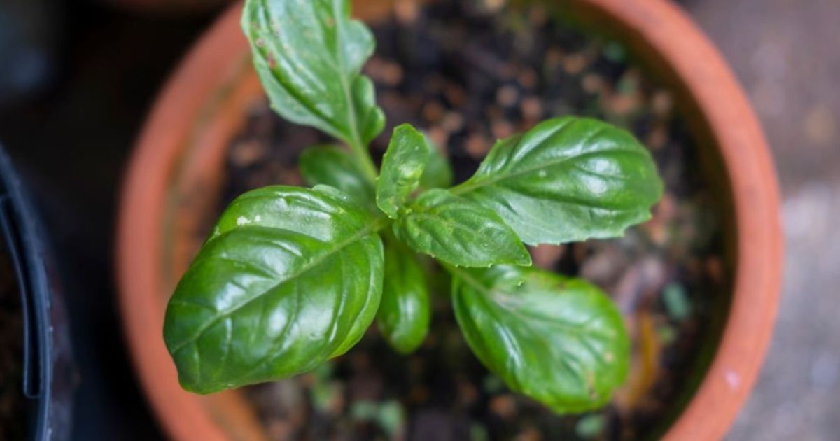 &iquest;C&oacute;mo cultivar plantas arom&aacute;ticas en casa? Selecci&oacute;n de recipientes