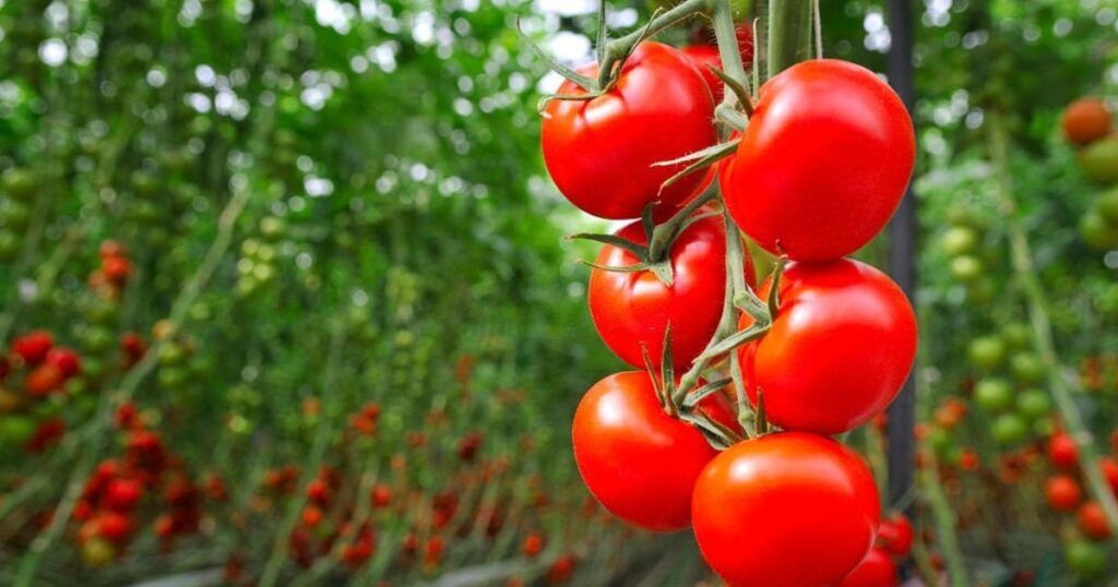 Humus Natural y como prepara el sustrato perfecto para plantar tomates
