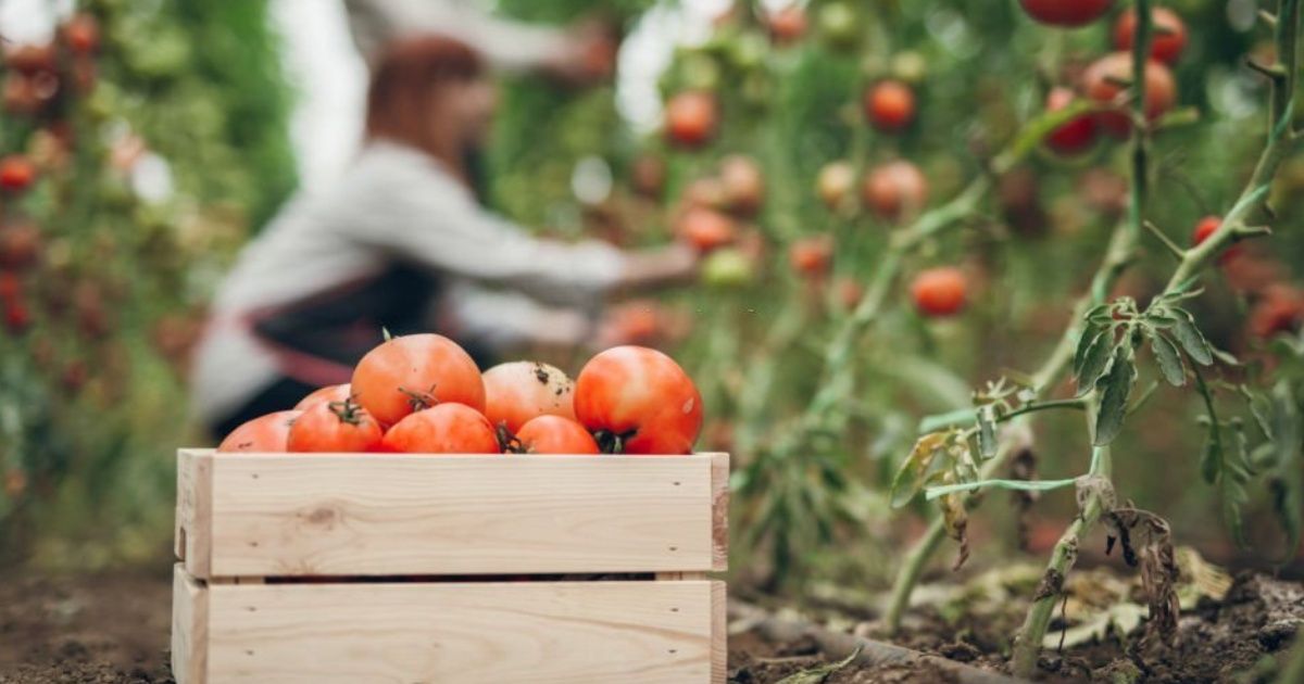 ¿Cómo preparar la tierra para plantar tomates? Pasos a seguir