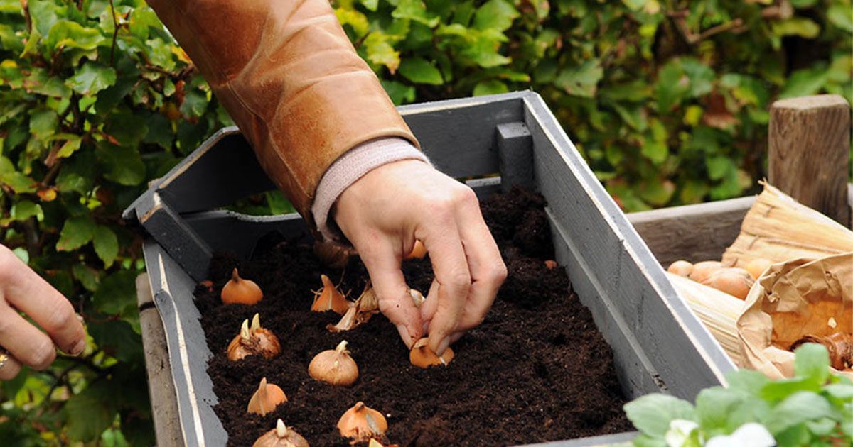 Pasos para plantar bulbos de primavera en España