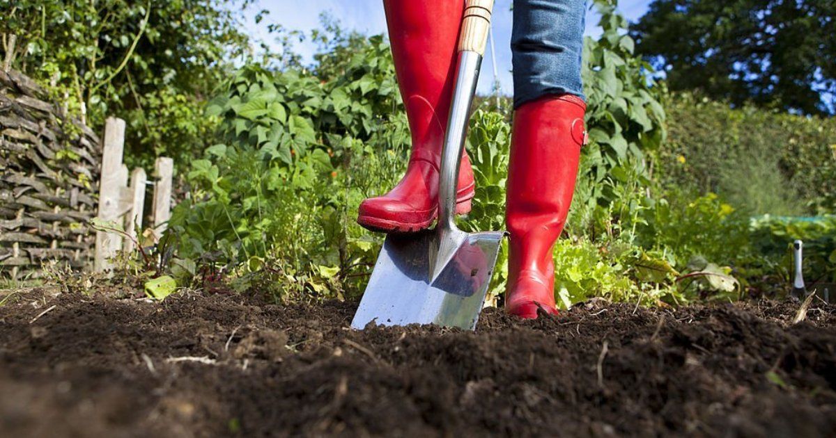 ¿Cómo mejorar la tierra de un huerto cultivado?