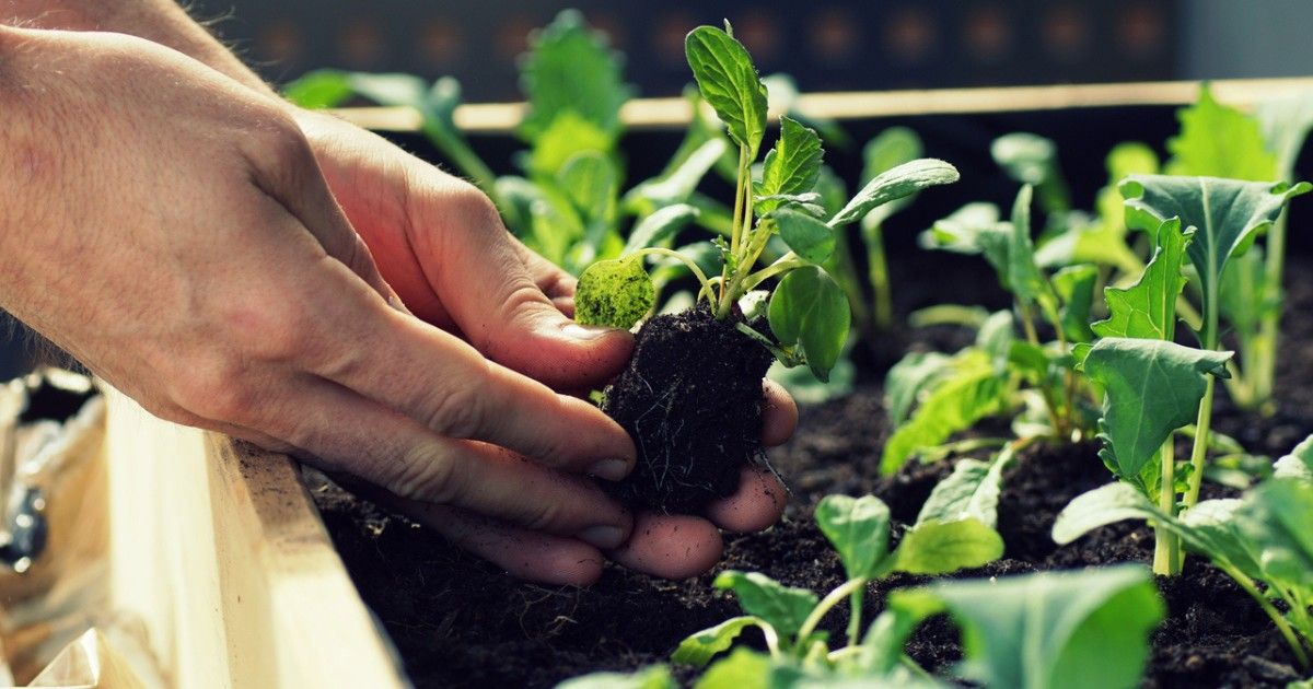 ¿Cómo montar una mesa de cultivo Paso a paso ¿Cómo montar una mesa de cultivo Paso a paso
