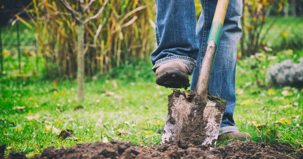Cuidados para tus plantas de batata en casa