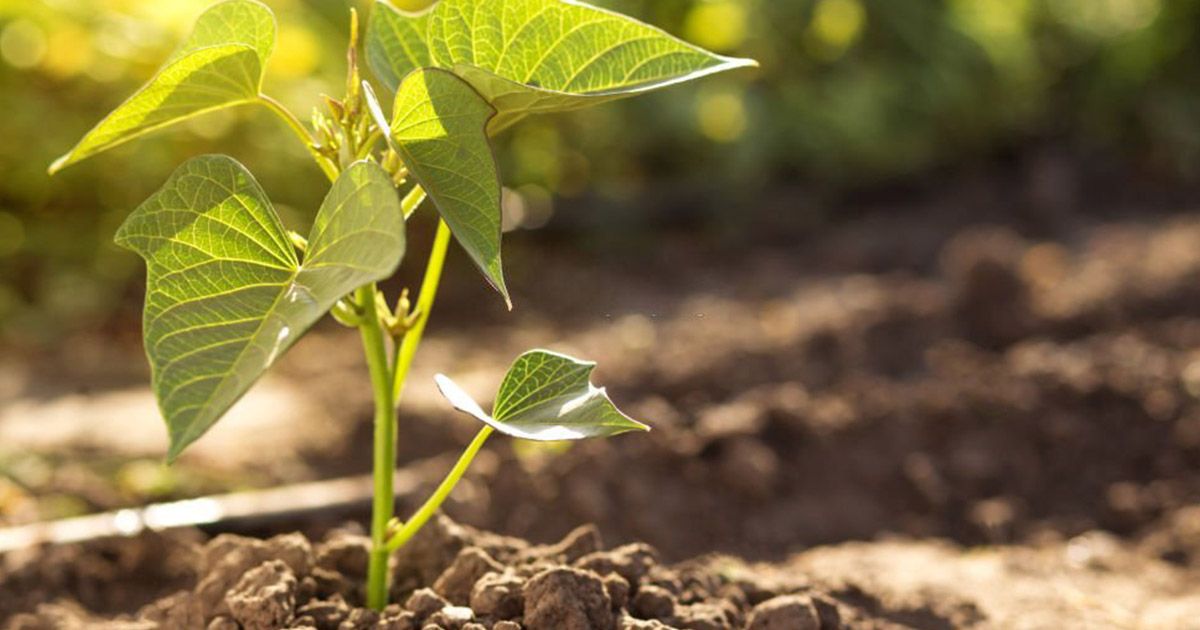 Pasos cómo plantar boniatos en casa