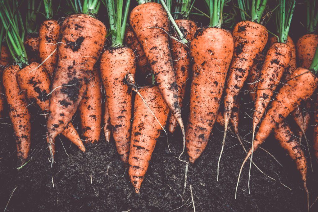 Homegrown fresh harvest of orange garden carrots. Humus Natural te enseña cómo y cuándo es mejor sembrar zanahorias