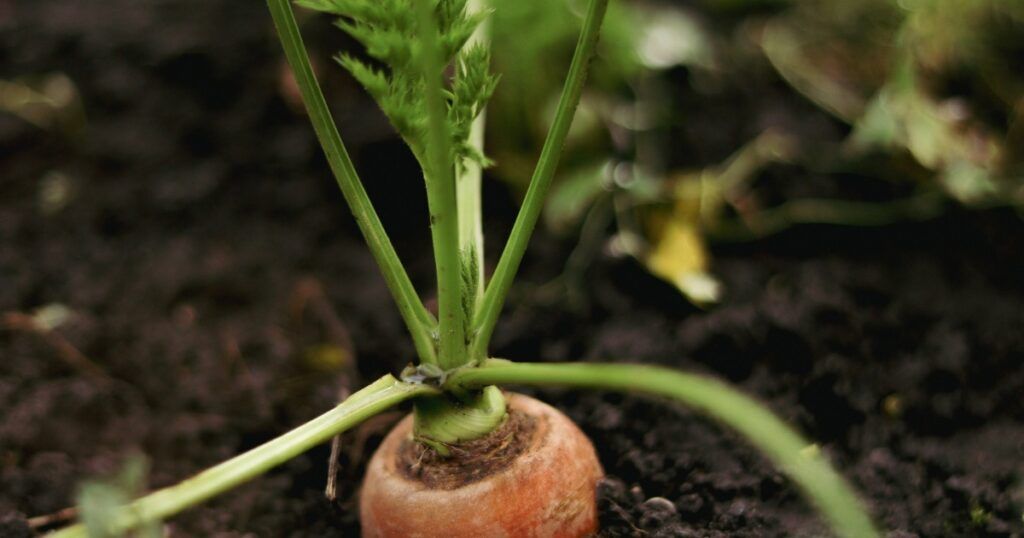 Pasos a seguir para sembrar zanahorias en España Pasos a seguir para sembrar zanahorias en España