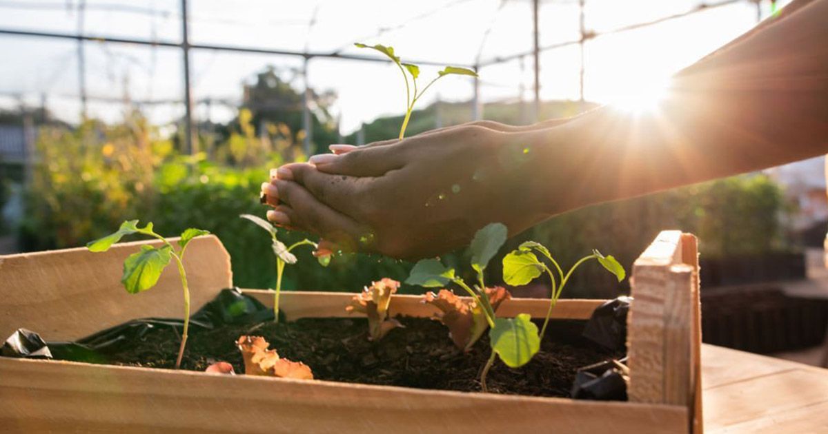 &iquest;Qu&eacute; hacer para lograr una agricultura sostenible en el huerto?