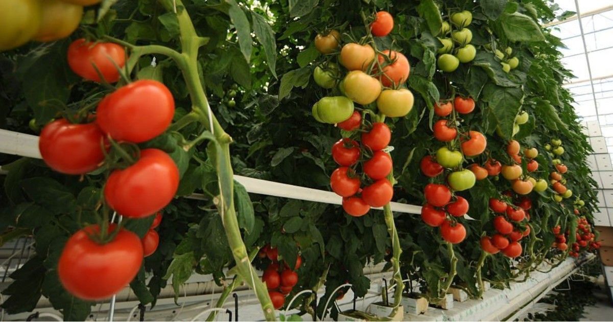 Pasos para cultivar tomates hidropónicos