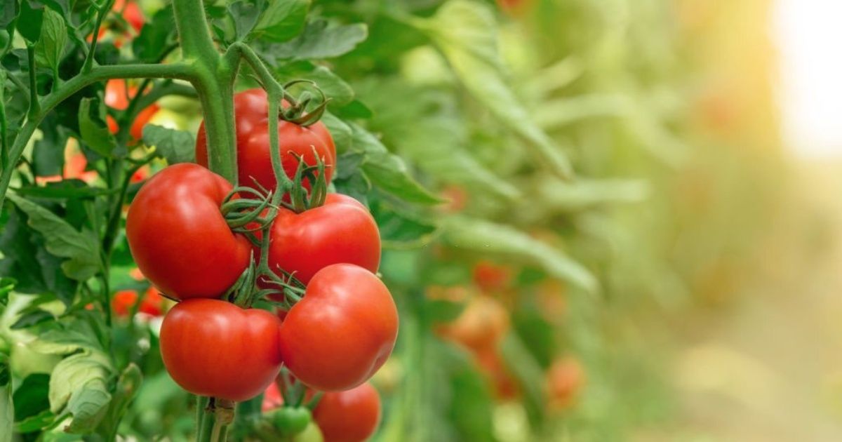 Qué es el cultivo de tomate hidropónico