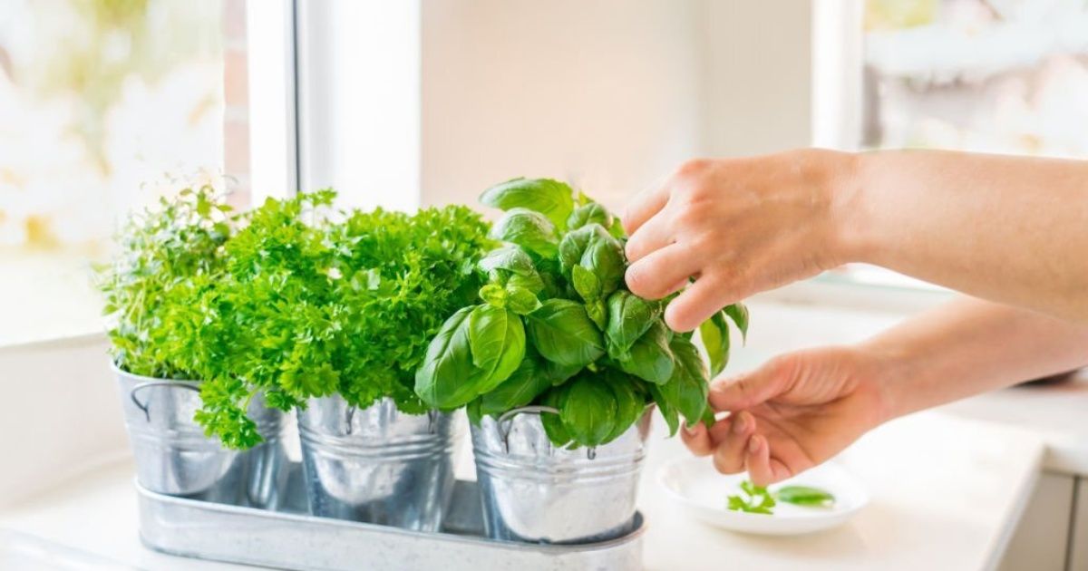 ¿Cuándo sembrar plantas aromáticas para tener en la cocina?