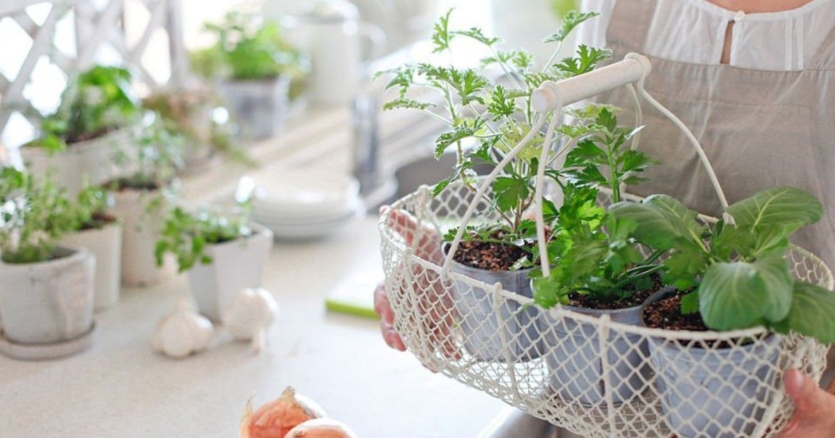 Beneficios de tener plantas aromáticas en casa