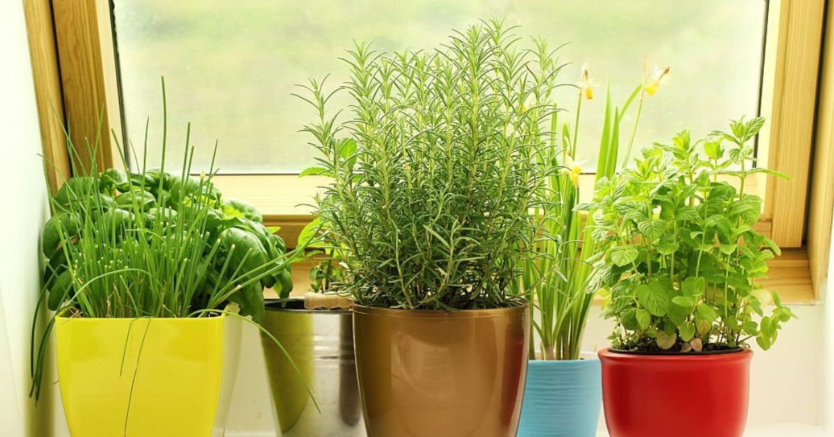 Humus Natural te invita a tener plantas aromáticas frescas en casa