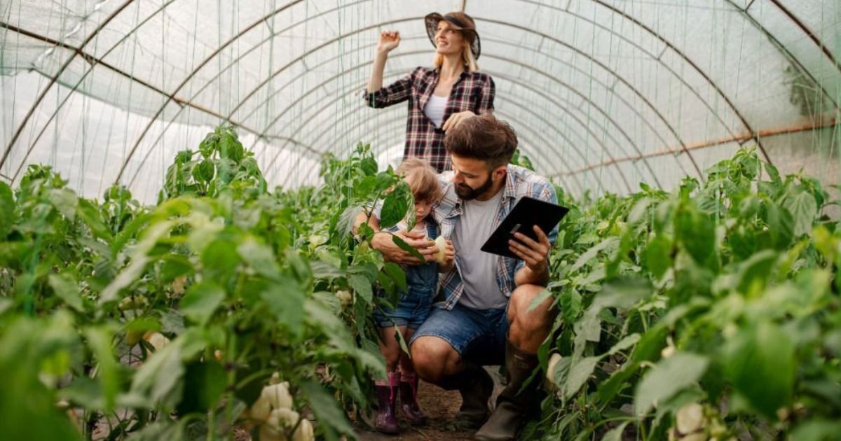 Beneficios de tener un invernadero en casa Beneficios de tener un invernadero en casa