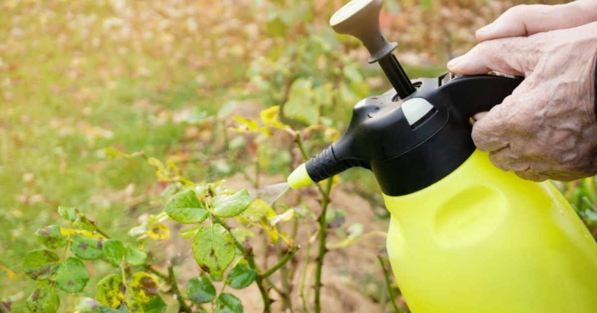 Conoce los fungicidas ecológicos para plantas